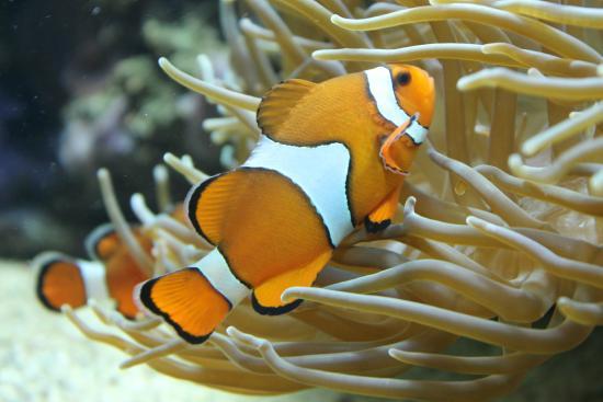 Büsumer Meereswelten